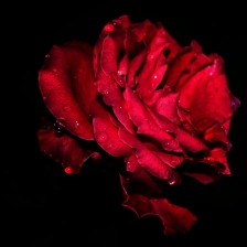 Red Rose by Syahrul Sandjaya
